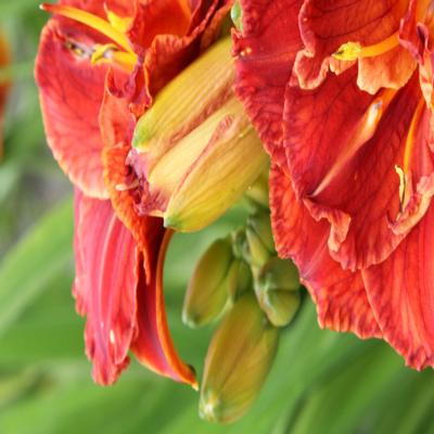 Hemerocallis 'Paprika Flame'